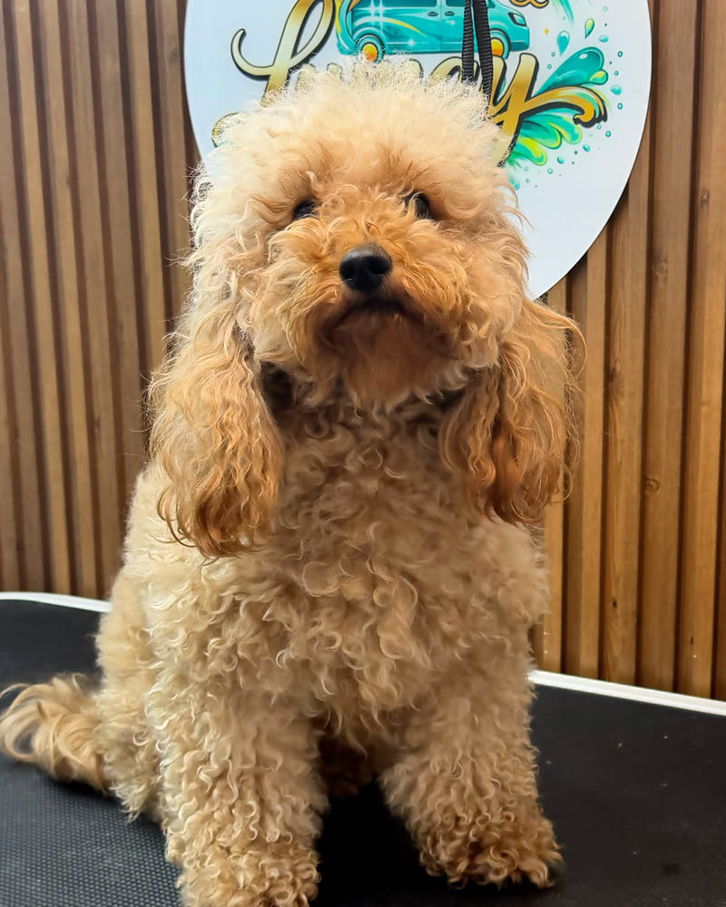 Peludito antes del grooming