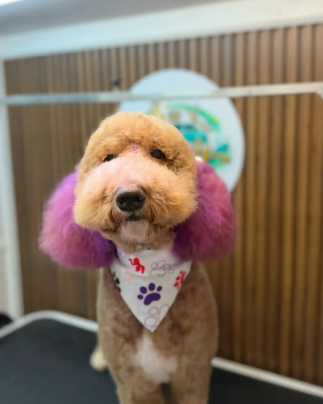 Goldendoodle con coloración creativa en las orejas