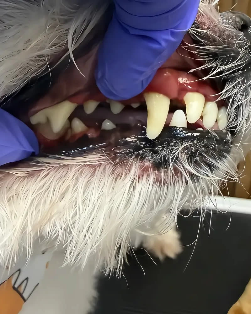 Peludito después del grooming