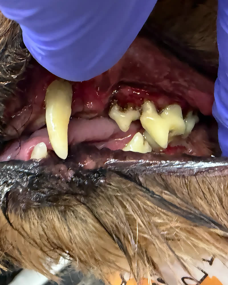 Peludito después del grooming